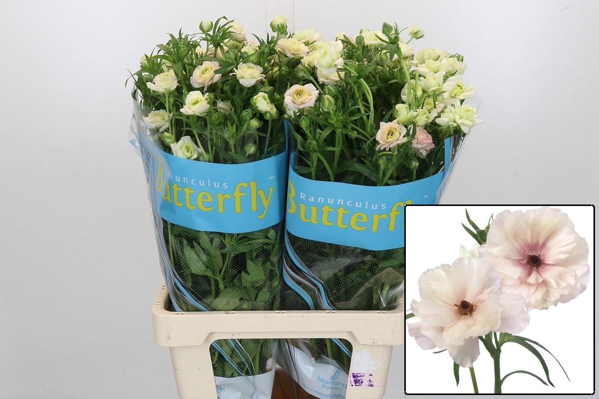 Ranunculus Butterfly Ariadne 70cm