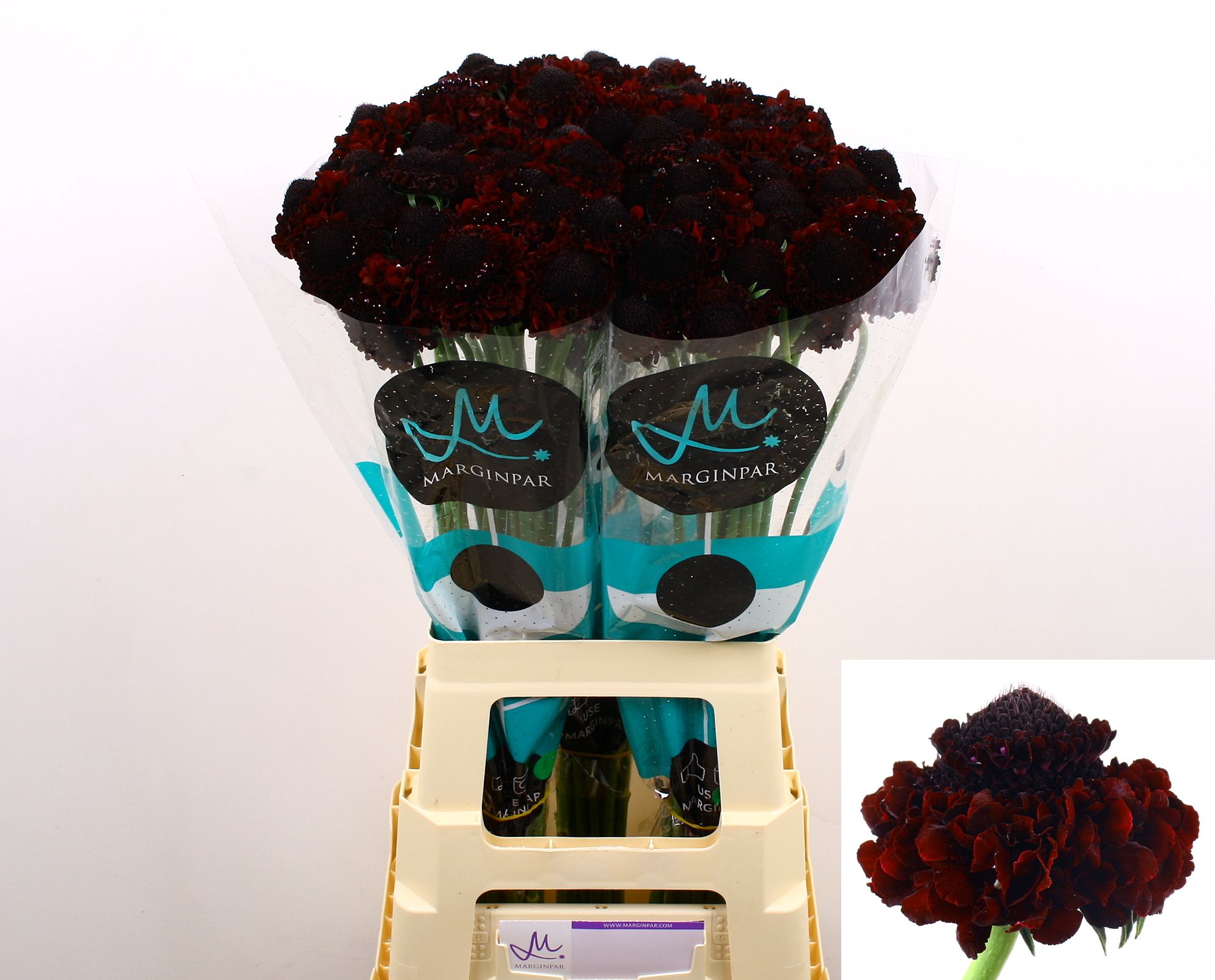 Scabiosa At Bb Ma Ch Sco 70cm