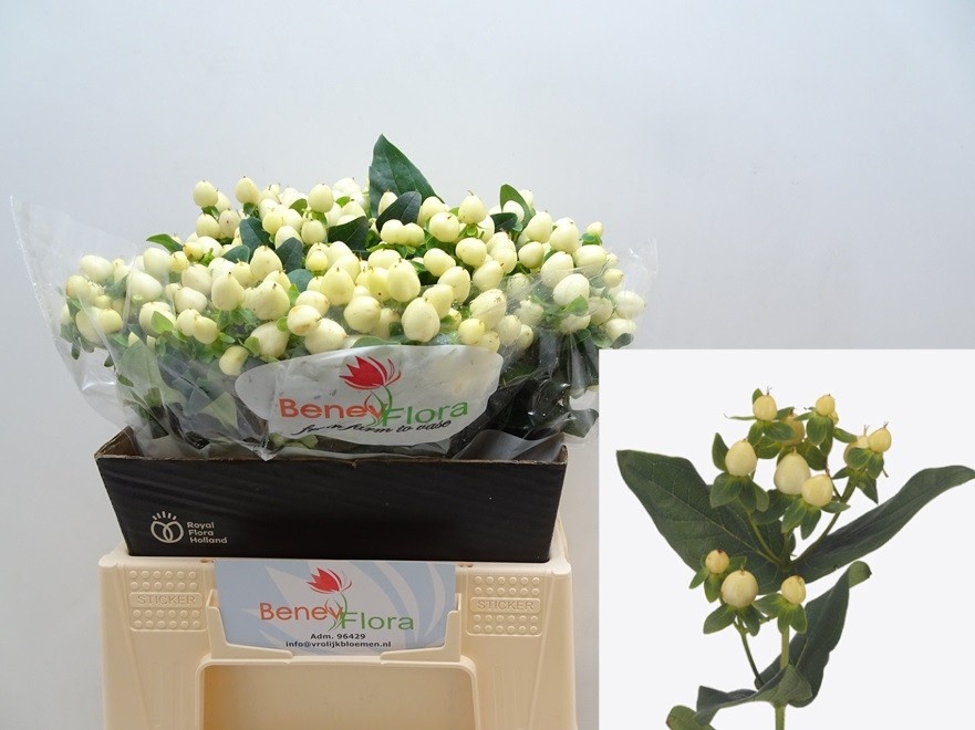 Hypericum White Prince 40cm