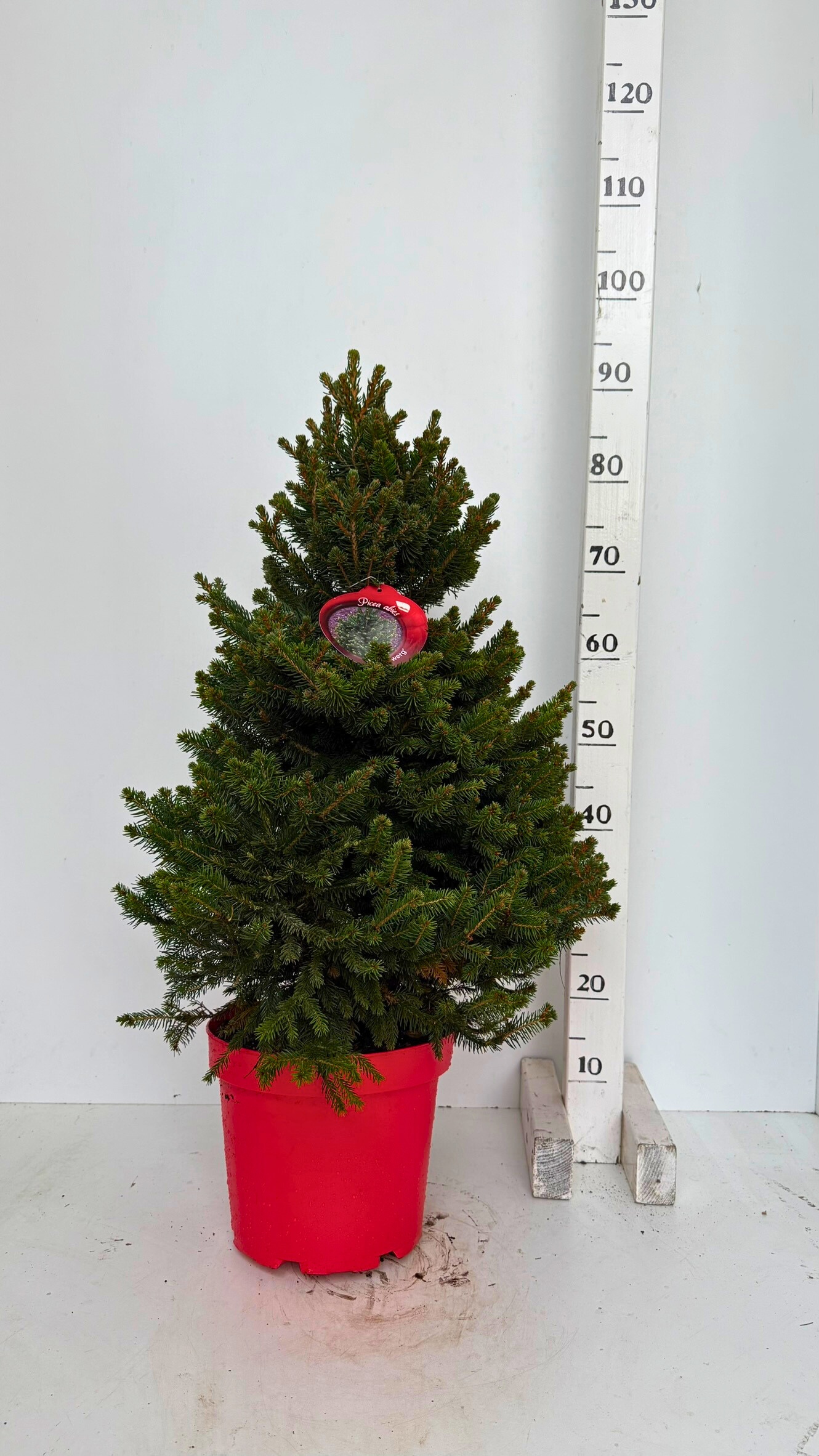 Picea Ab Wills Zwerg 26Ø 90cm