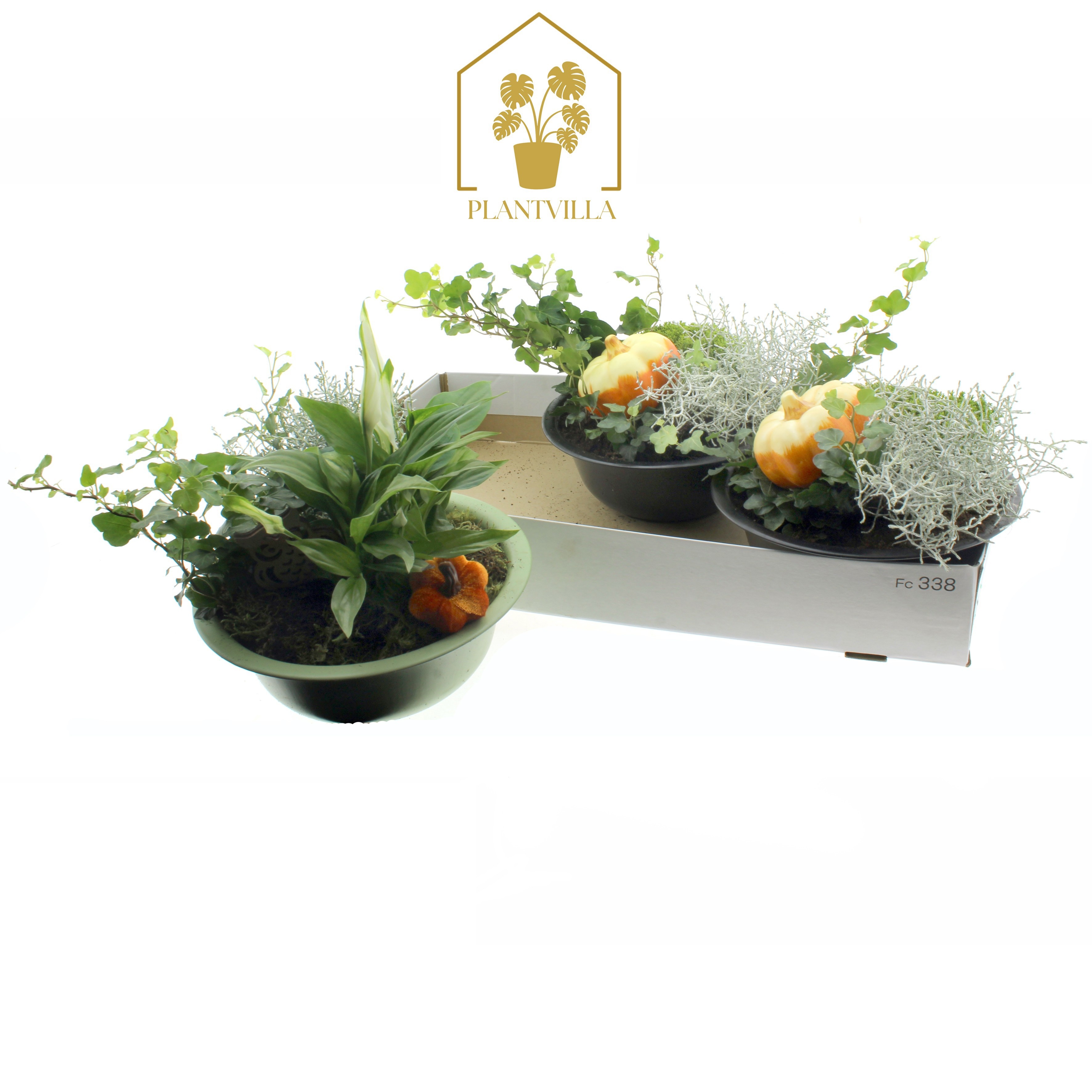Arr Tuinplanten 24P 35cm 22bloei