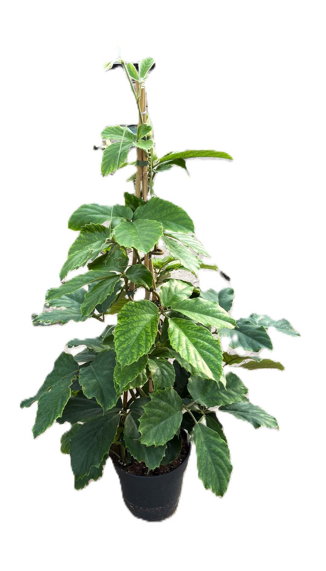 Tetrastigma voinierianum | Hamiplant