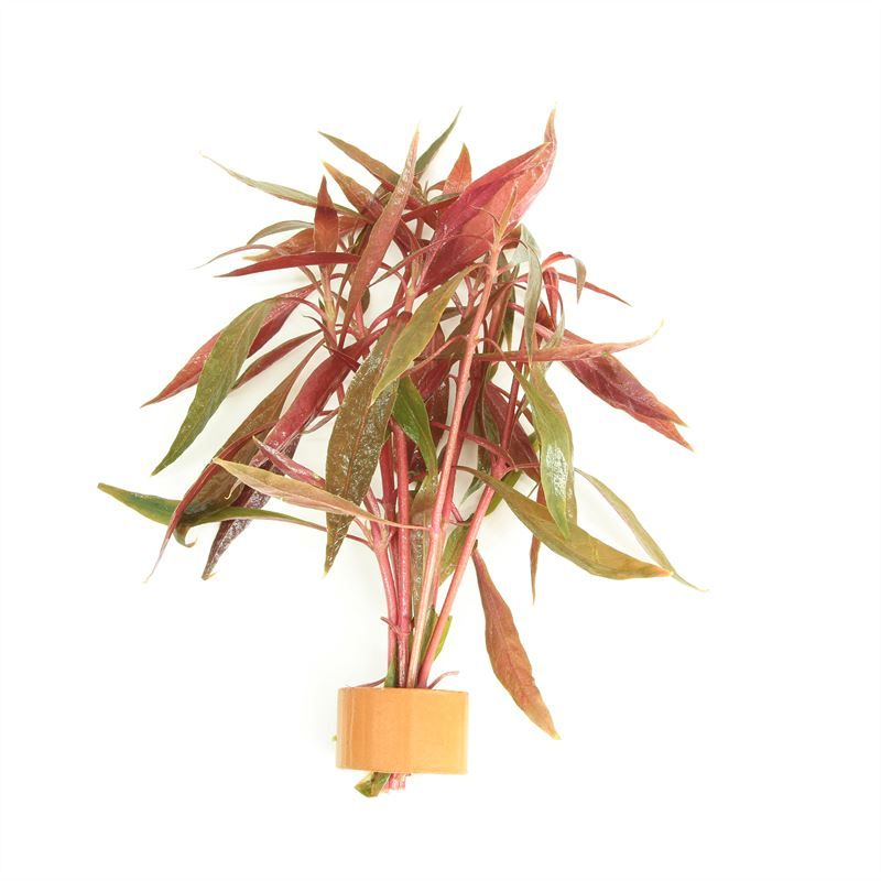 Alternanthera rosafolia (TCR)