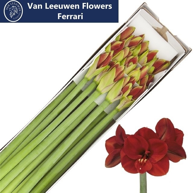 Hippeastrum Ferrari 4bl
