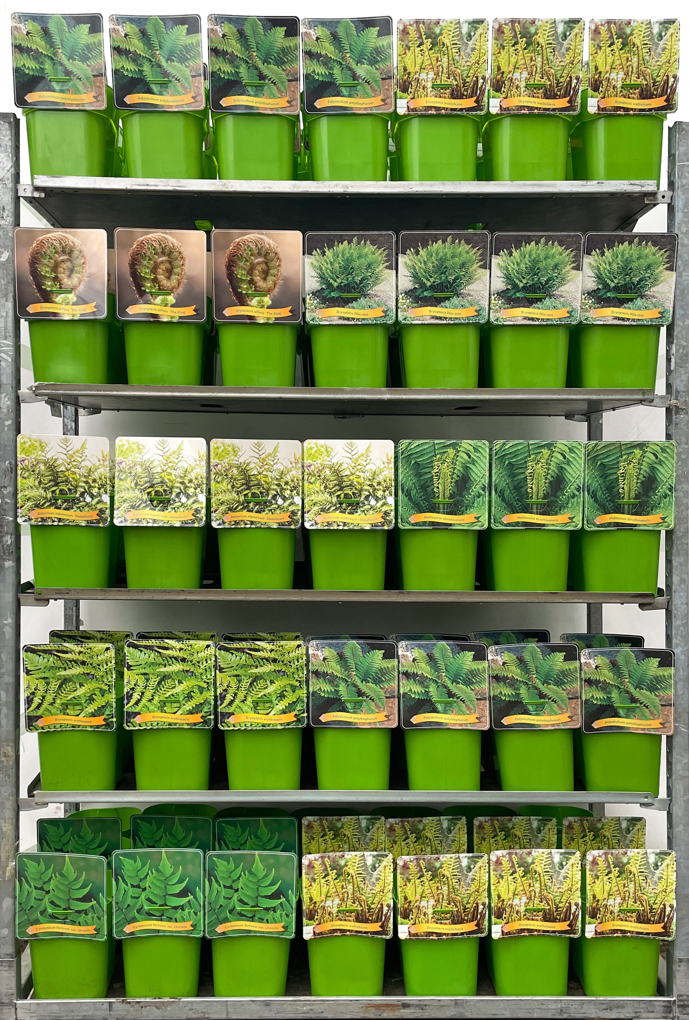 Picture of Ferns Mix CC C5