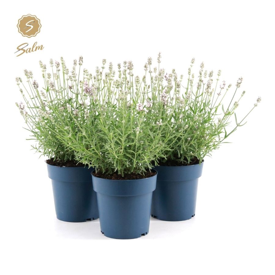 Picture of Lavandula ang. 'Felice Light Pink'® P15