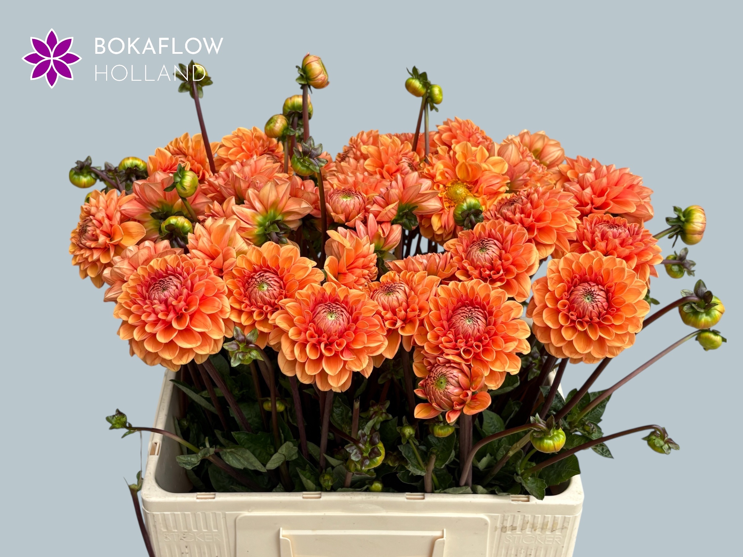 Dahlia Sylvia 50cm