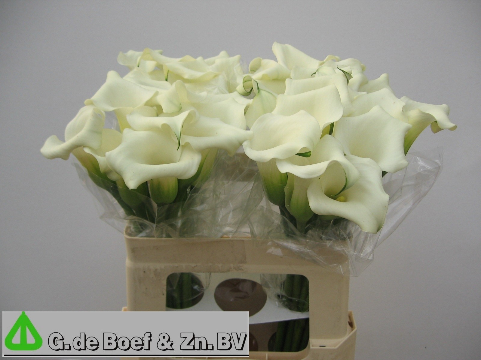 Calla Capt Ventura 55cm