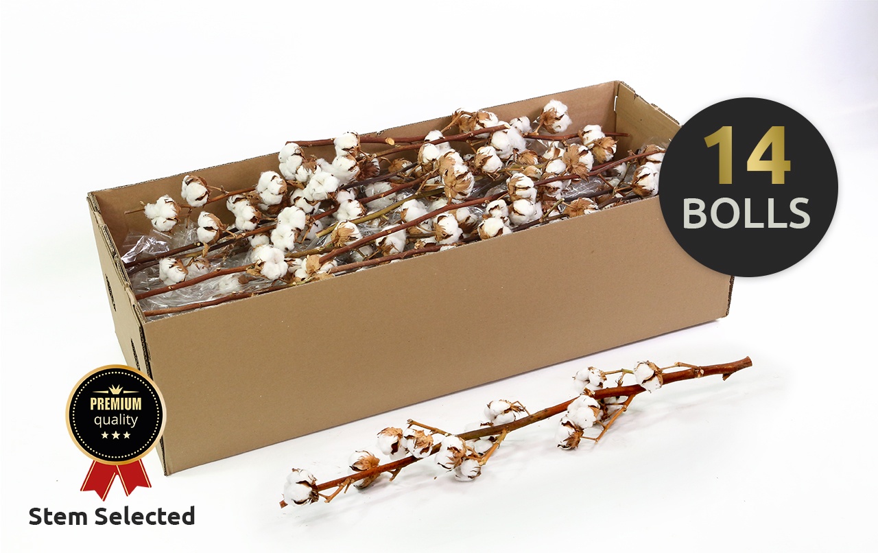 Dried Gossypium (COTTON) 70cm