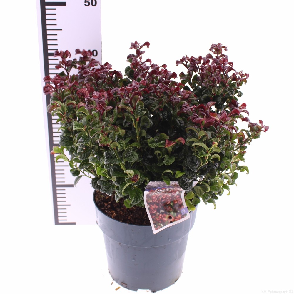 Picture of Leucothoe axillaris Curly Red P21 (4 Ltr) (LOOSE)