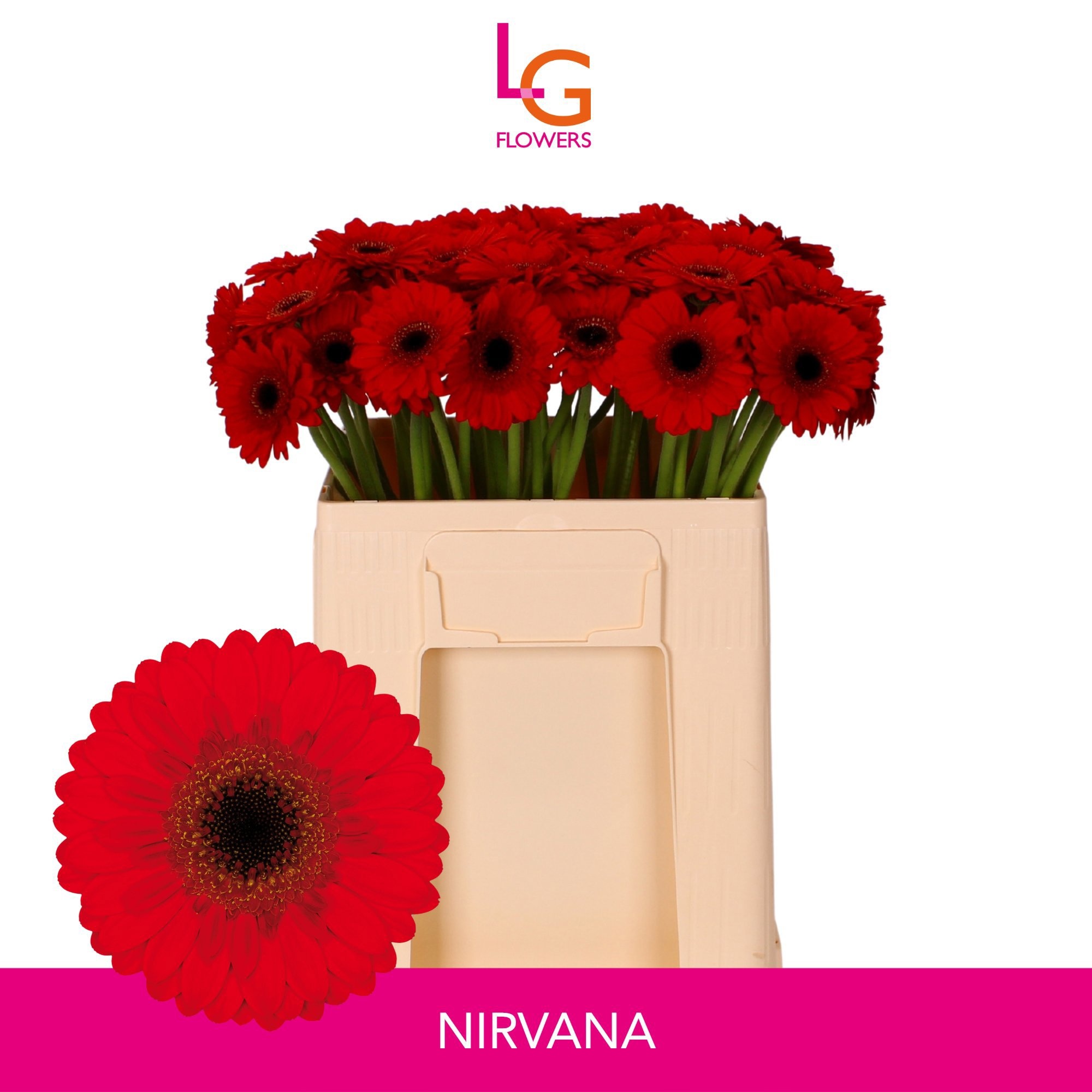 Gerbera Mini Nirvana