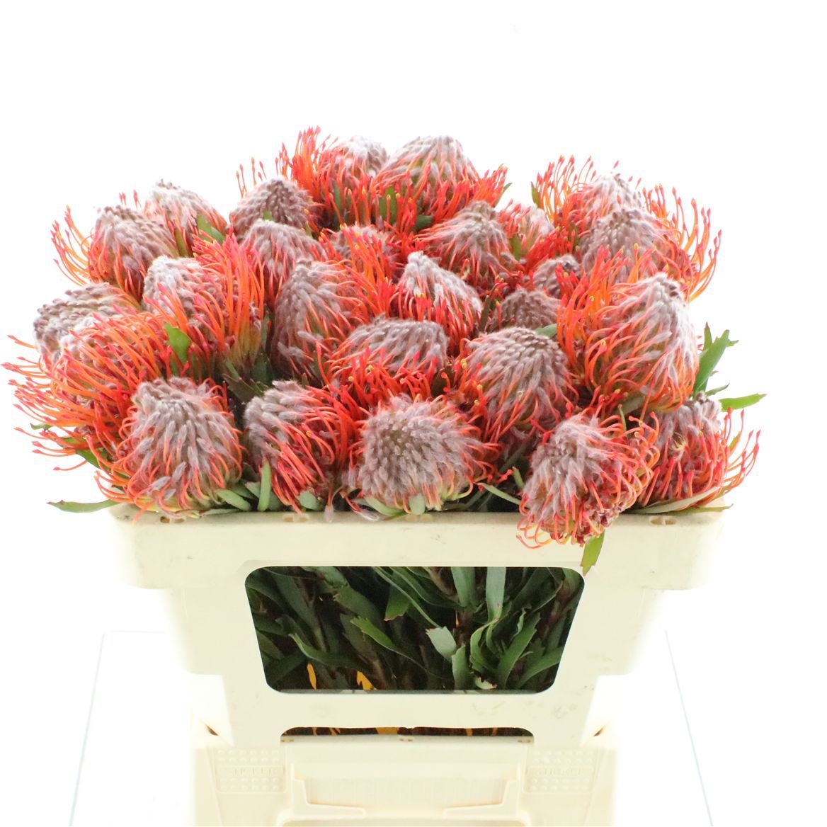 Leucospermum Tango 50cm