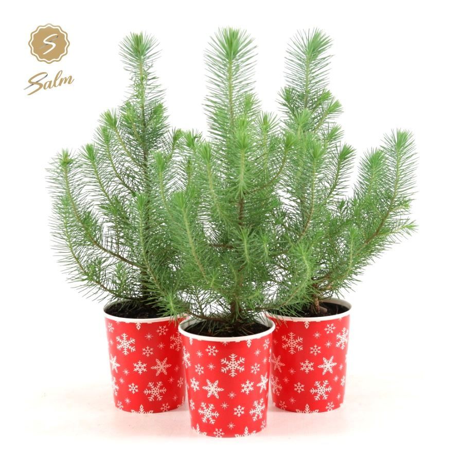 Picture of Pinus pinea 'Silver Crest' P10,5 in Cup X-mas Deco