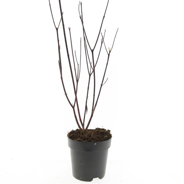 Picture of Cornus alba Kesselringii P17 (2 Ltr)