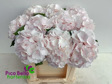 Hydrangea Sweet Verena 50cm 16Ø