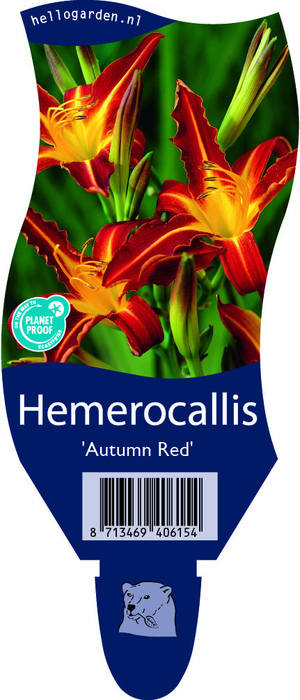 Hemerocallis 'Autumn Red'