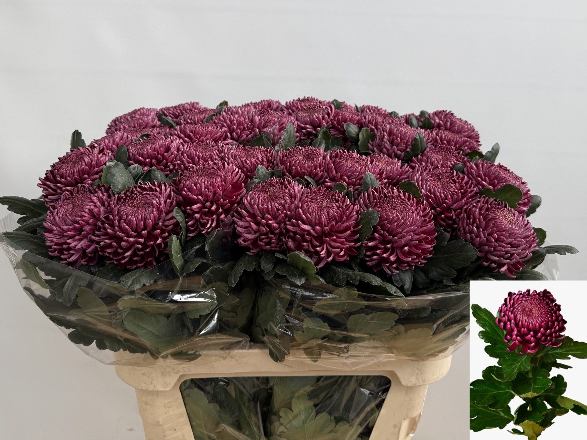 Chrys Single Bigoudi Purple 80cm 115gram