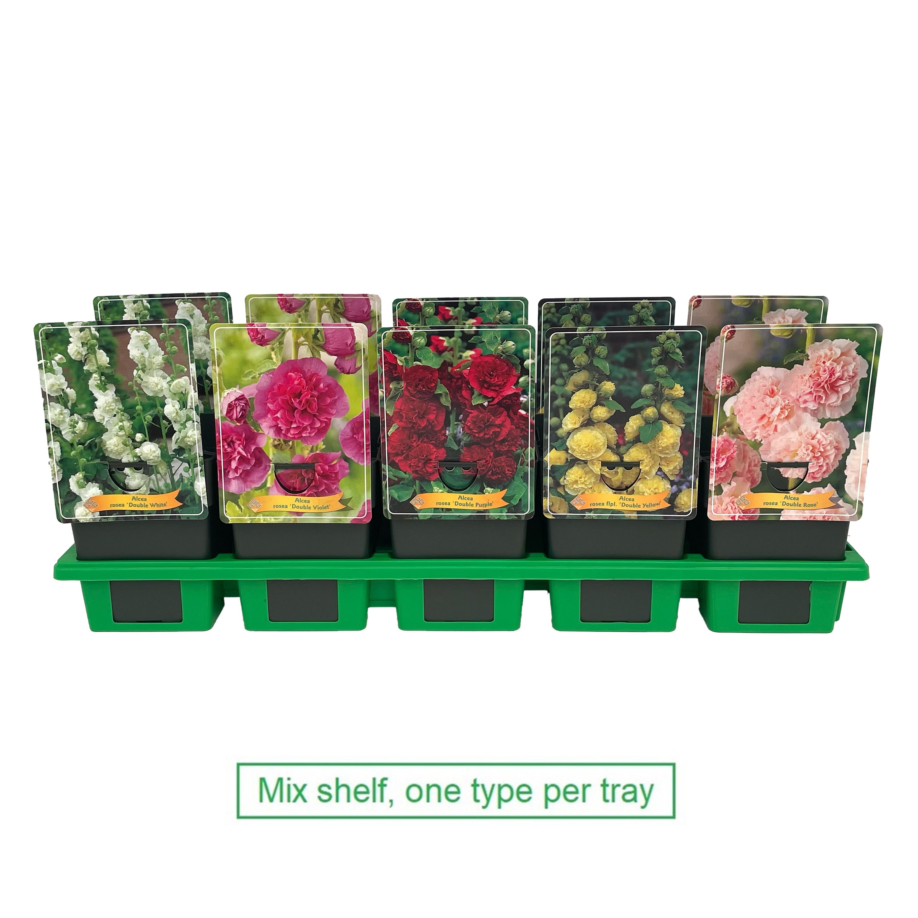 Picture of Alcea Mix 6x10 srt. per shelve P11