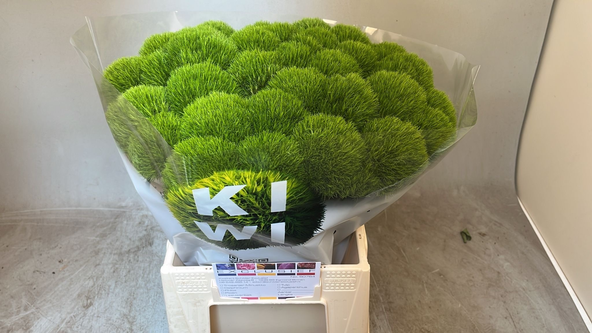 Dianthus Barb Kiwi Cool 45cm