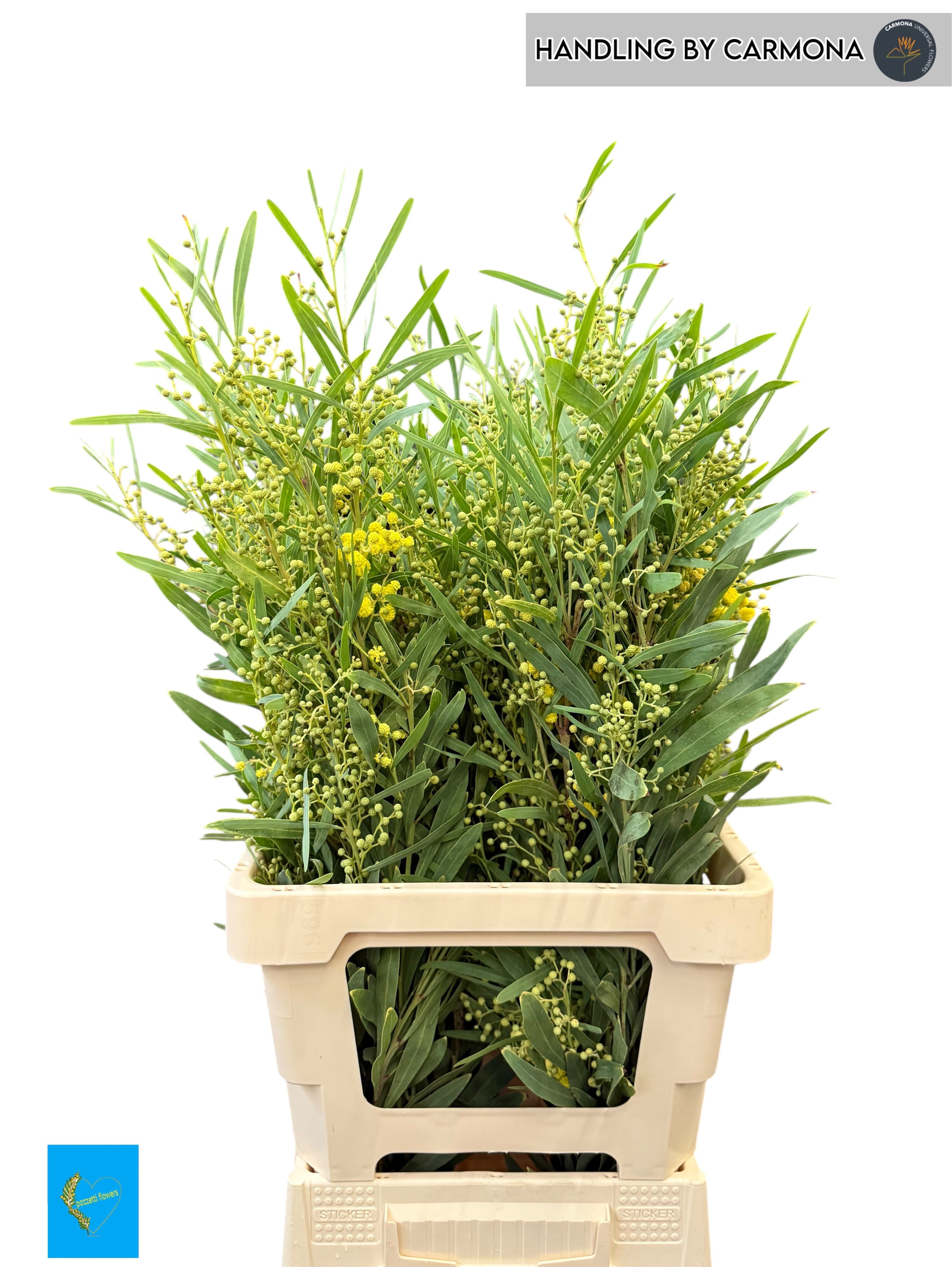 Acacia Retinodes Pb 60cm 200gram