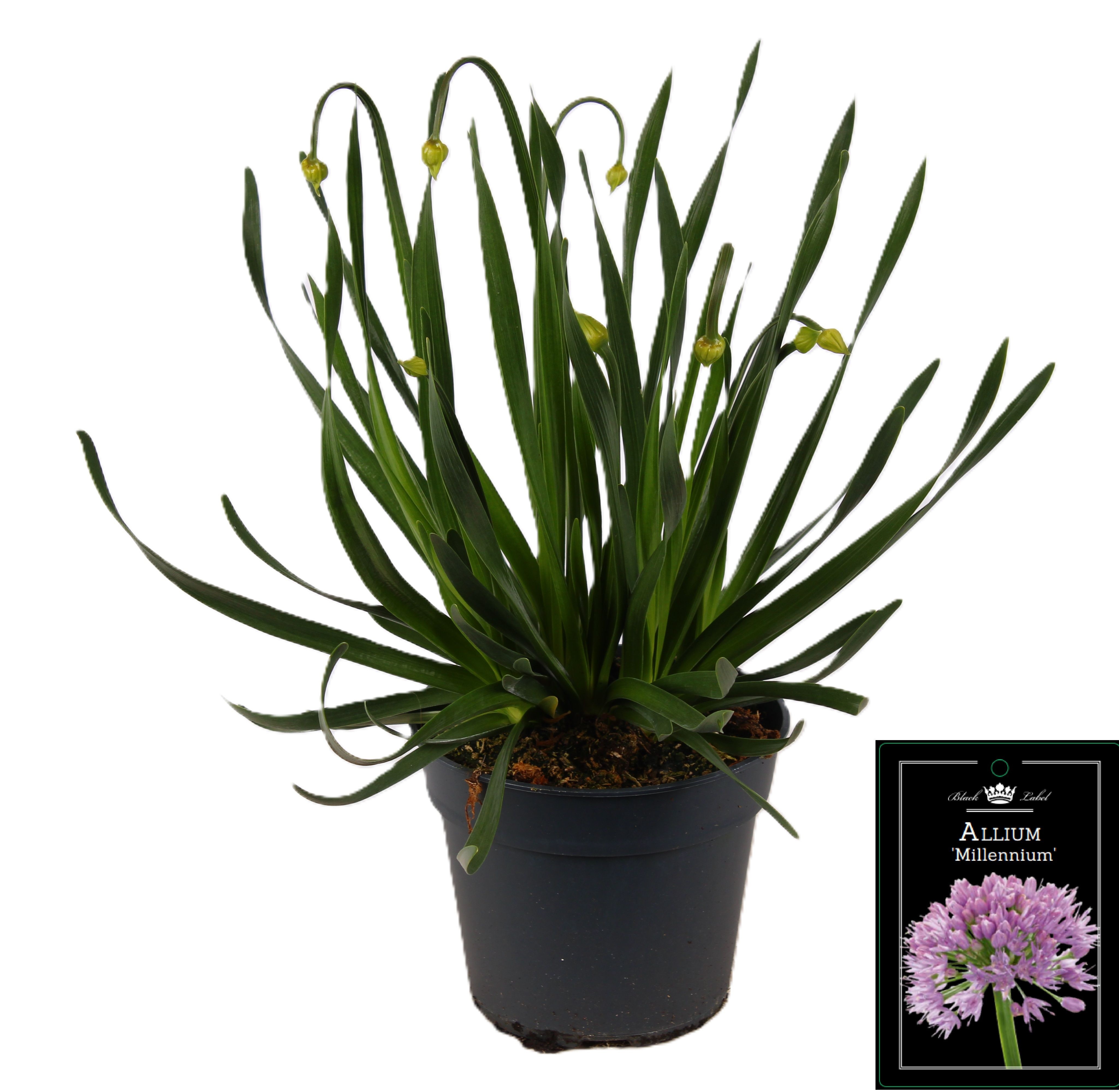 Picture of Allium Millenium