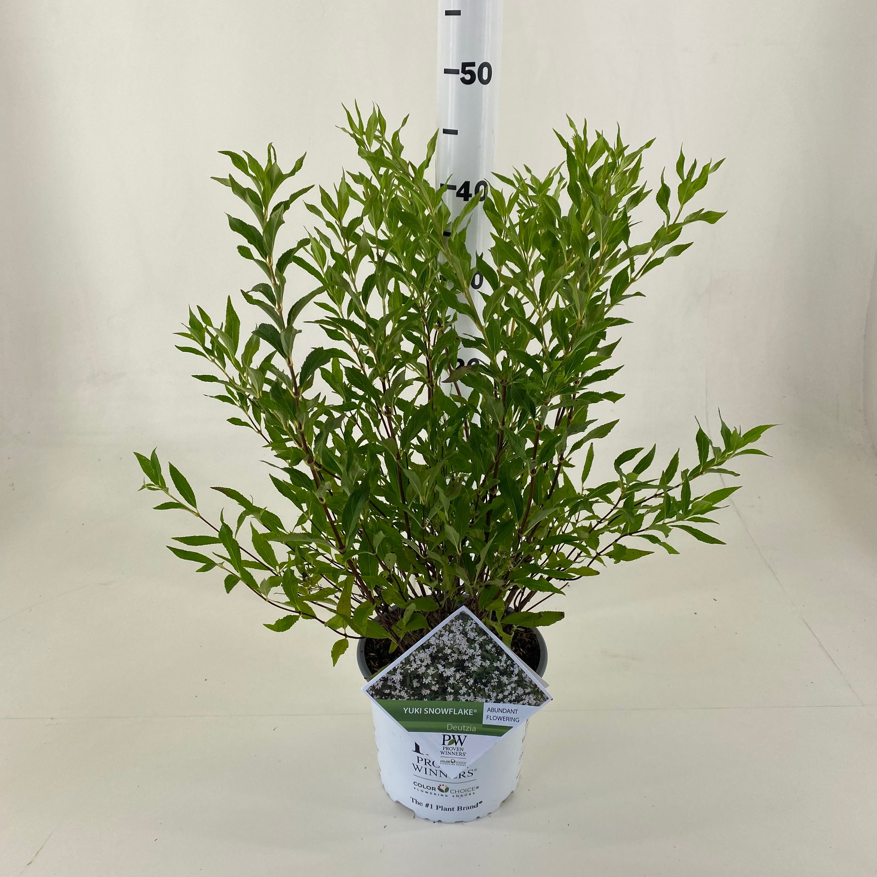 Picture of Deutzia NCDX1 Yuki Snowflake ® P19 (3 Ltr)