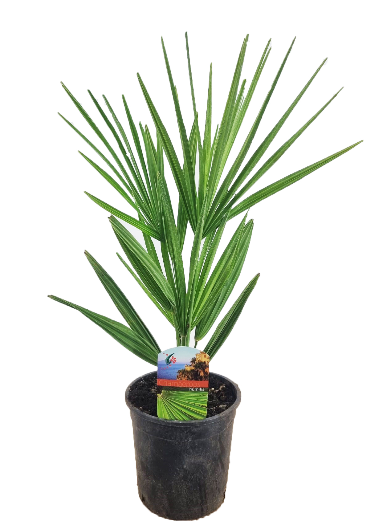 Picture of Chamaerops humilis P15 55CM