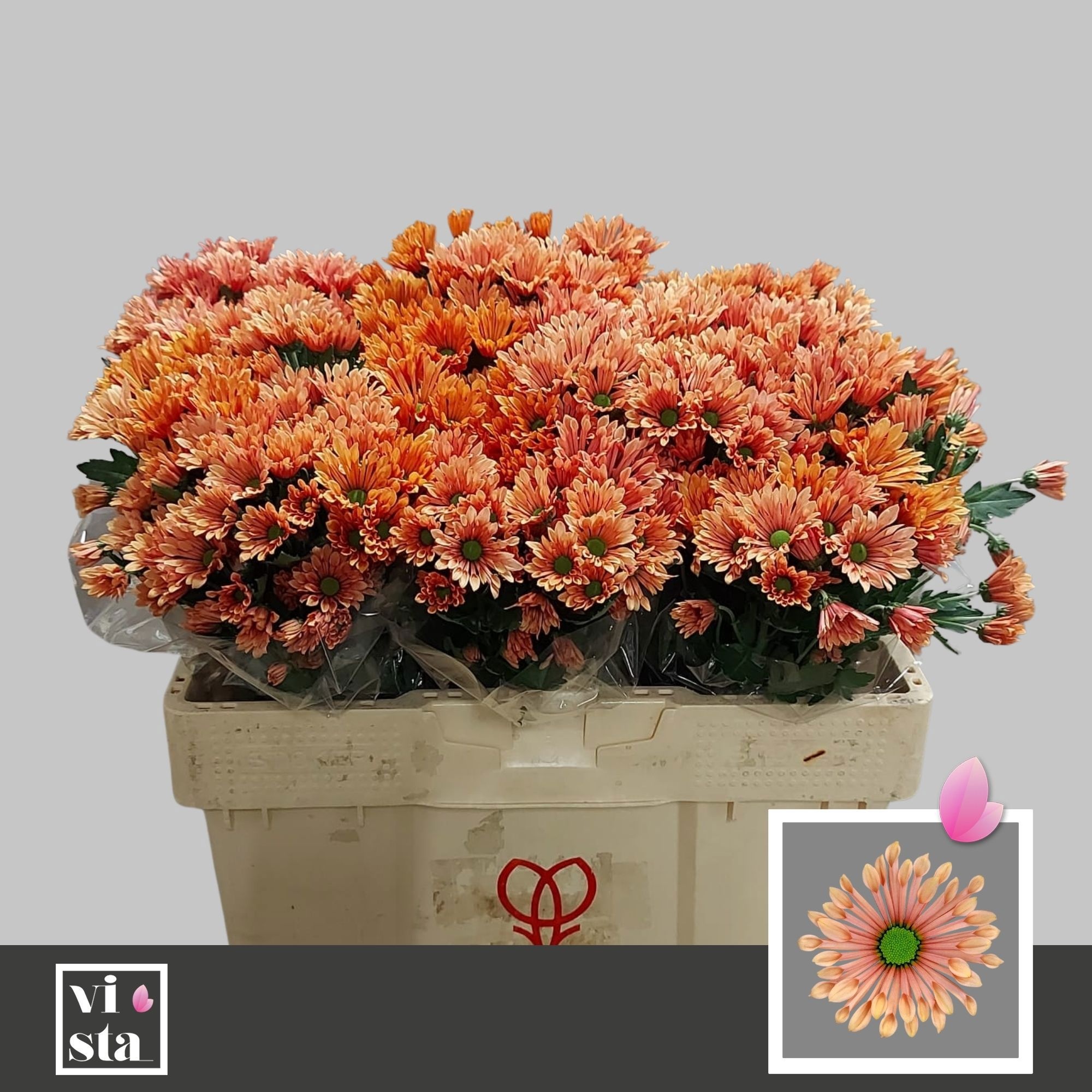Chr S Aaa Bluff Salm 50cm 600Ø