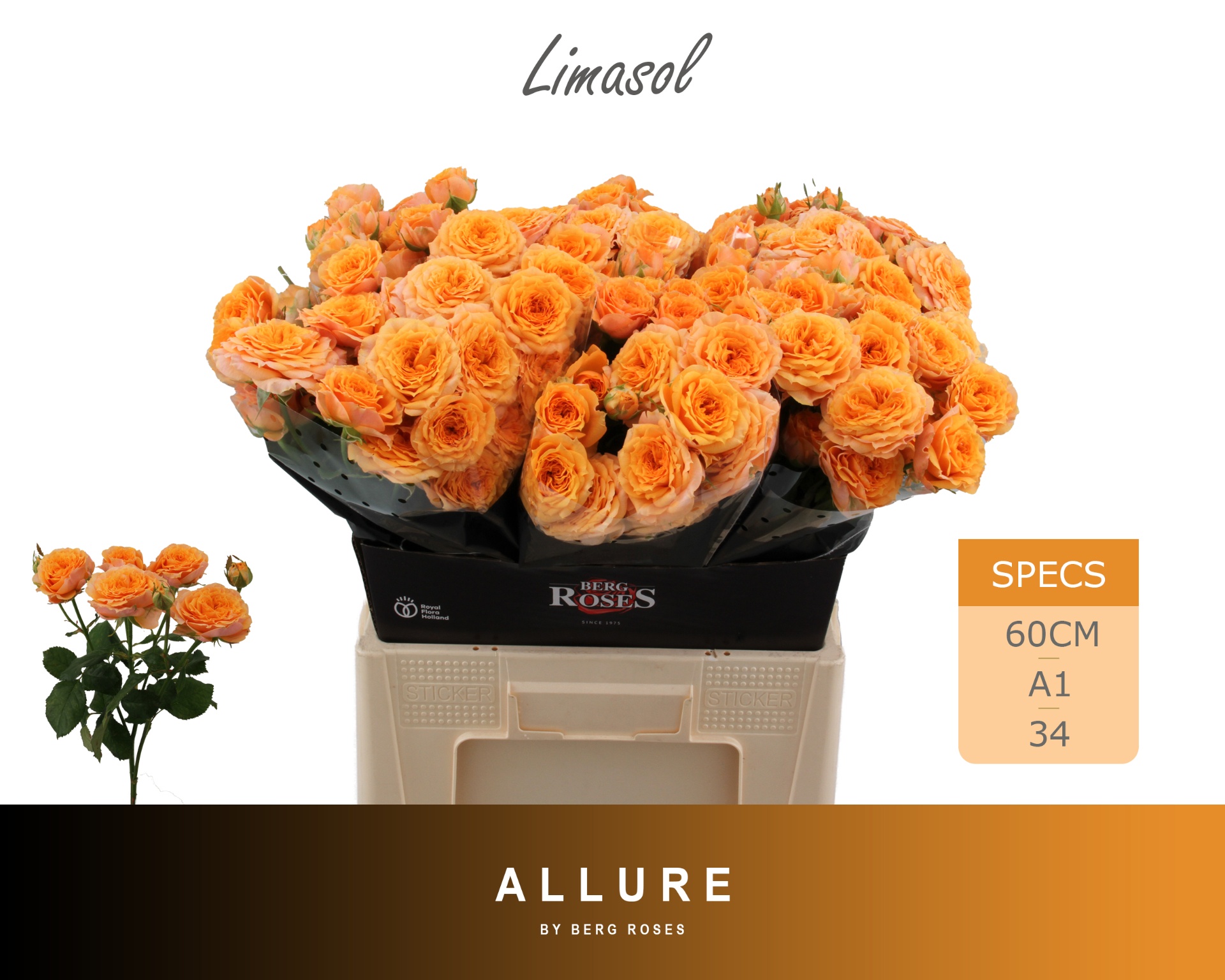 Rosa Spr Limasol 60cm