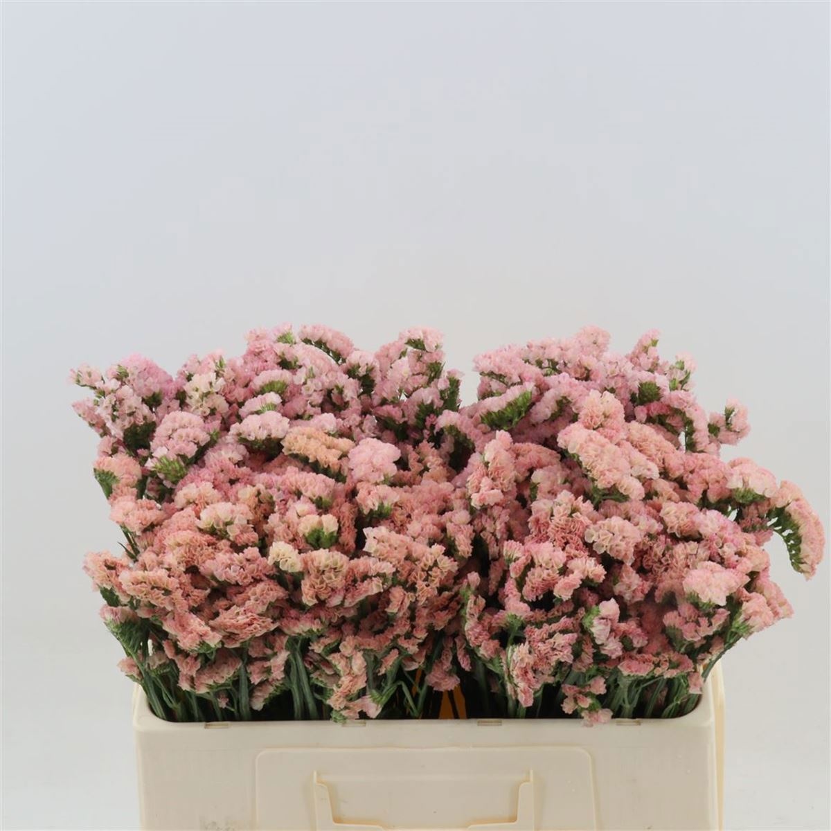 Lim S Peach Wings 50cm 20gram