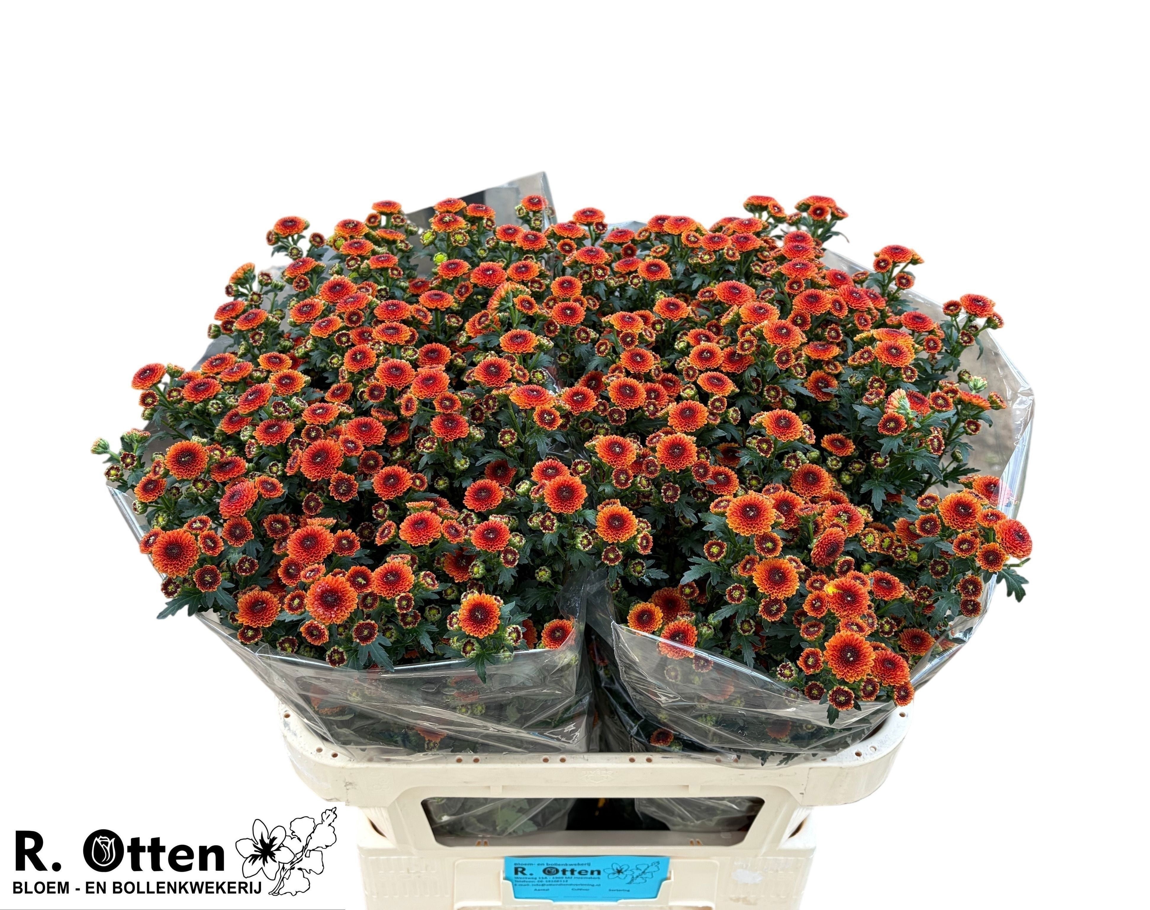 Chrys Santini Calimero Sunrise 75cm 125Ø