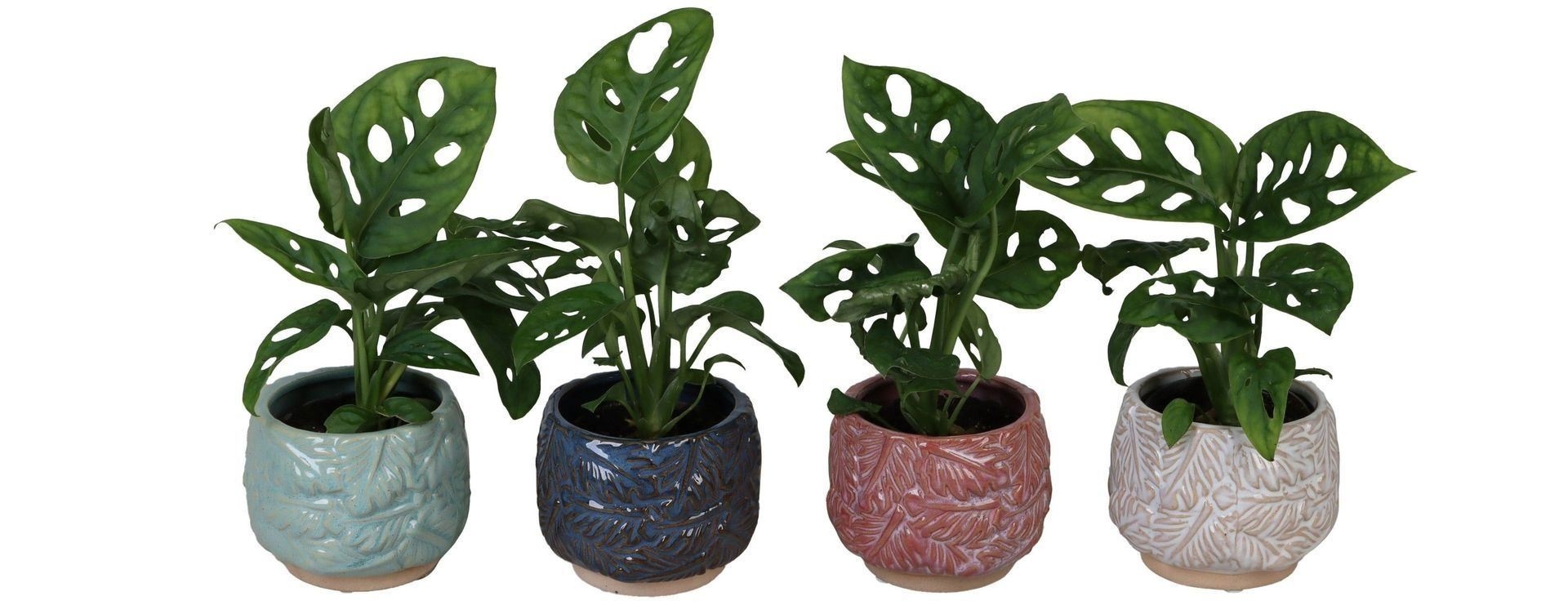 Monstera L 67147 With Monstera