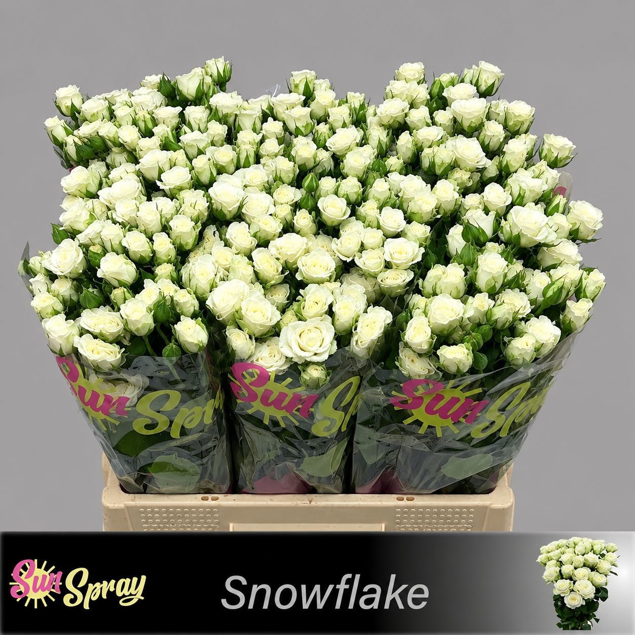 Rosa Spr Snowflake 40cm