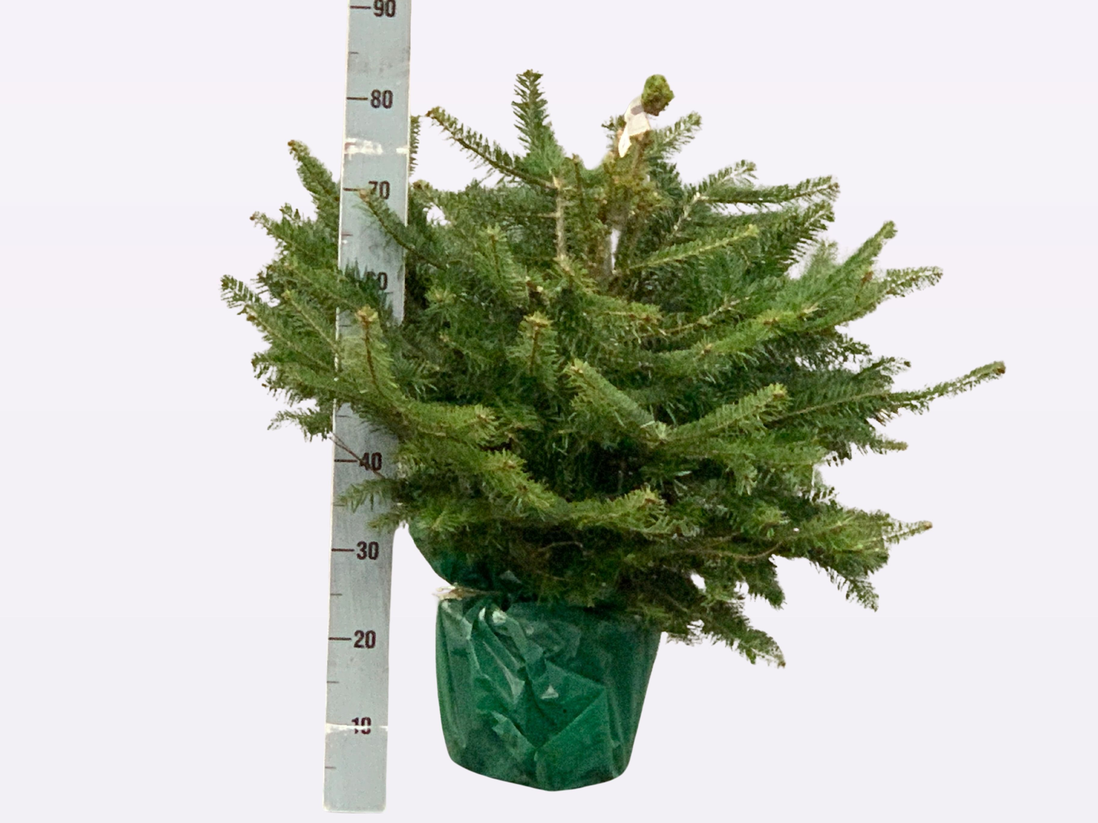 Abies nordmanniana - Zilverspar