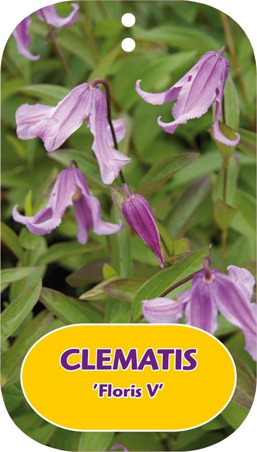 Clematis 'Floris V'
