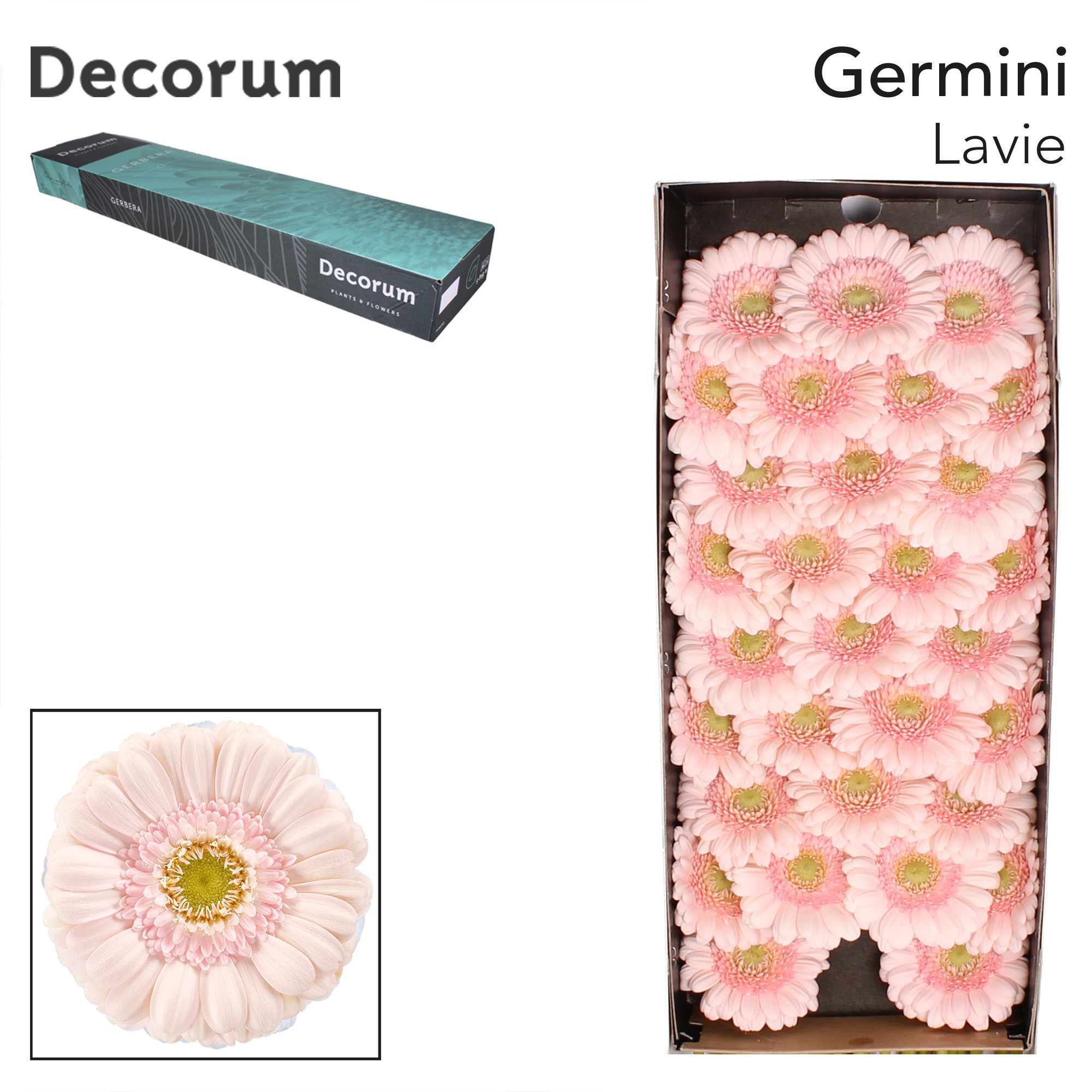 Germini Lavie Doos