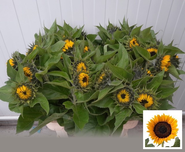 Helianthus Sunrich Or 80cm