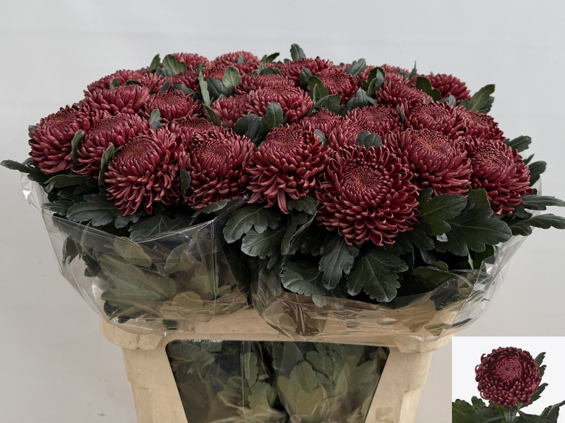 Chrys Single Bigoudi Red 80cm 105gram