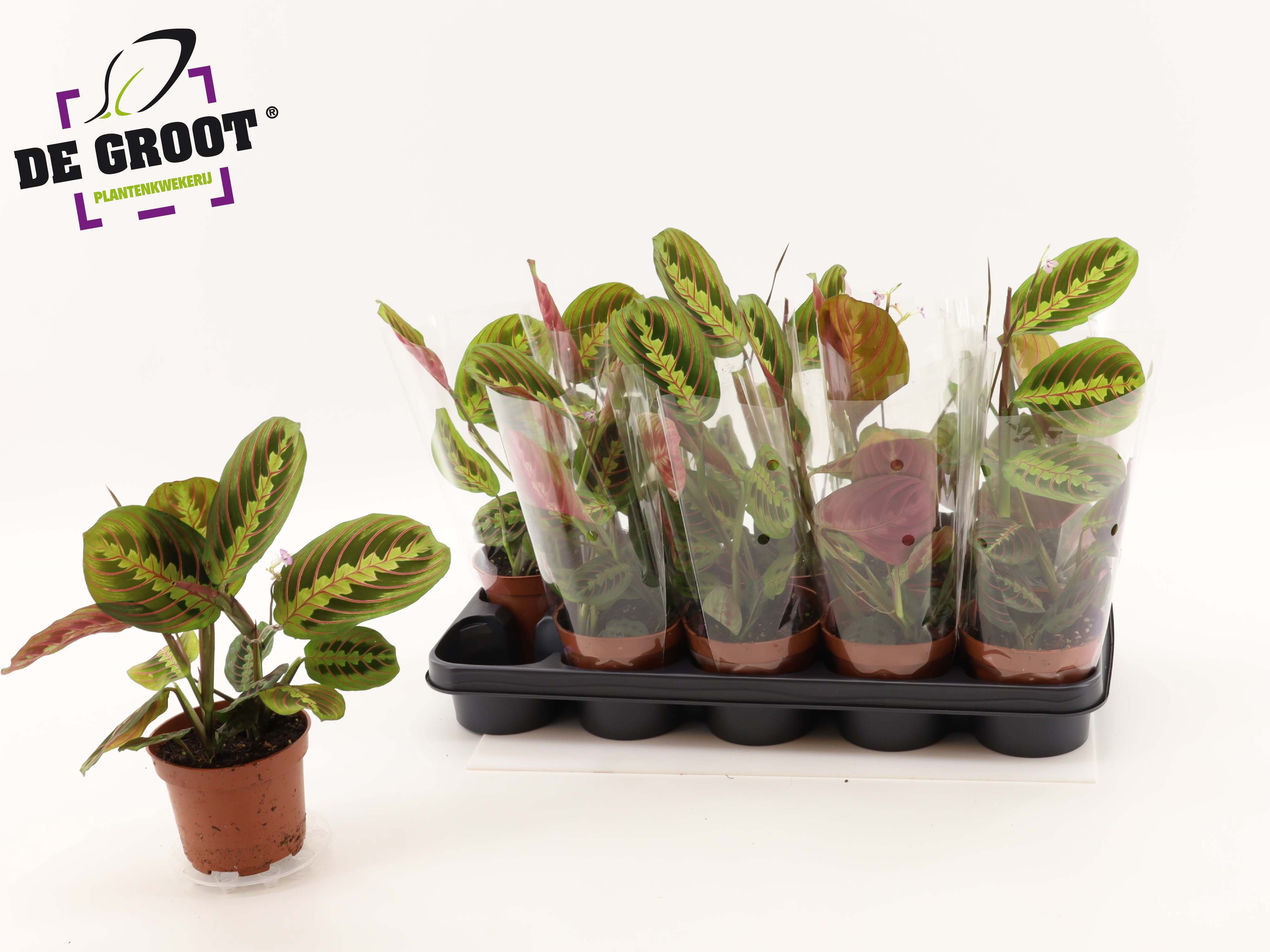 Maranta Fascinator 12P 30H
