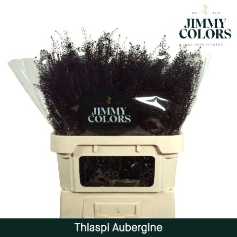 Thlaspi Gekleurd Aubergine