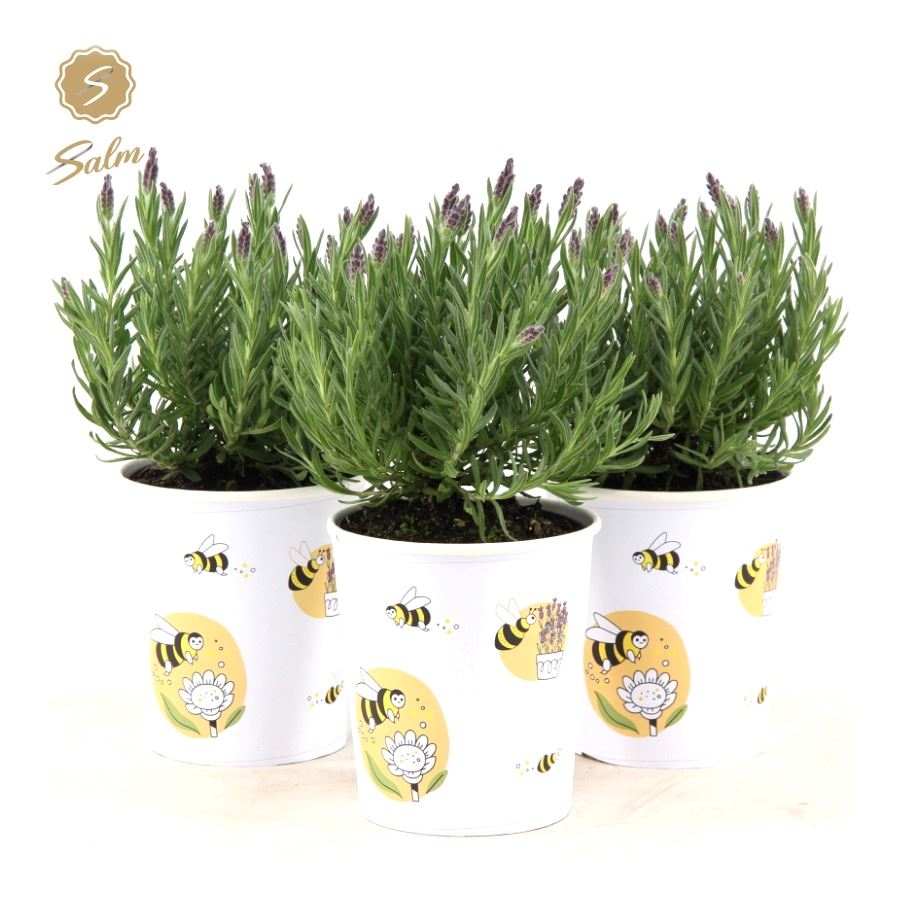 Picture of Lavandula st. 'Anouk'® Collection P12 in Cup Bee