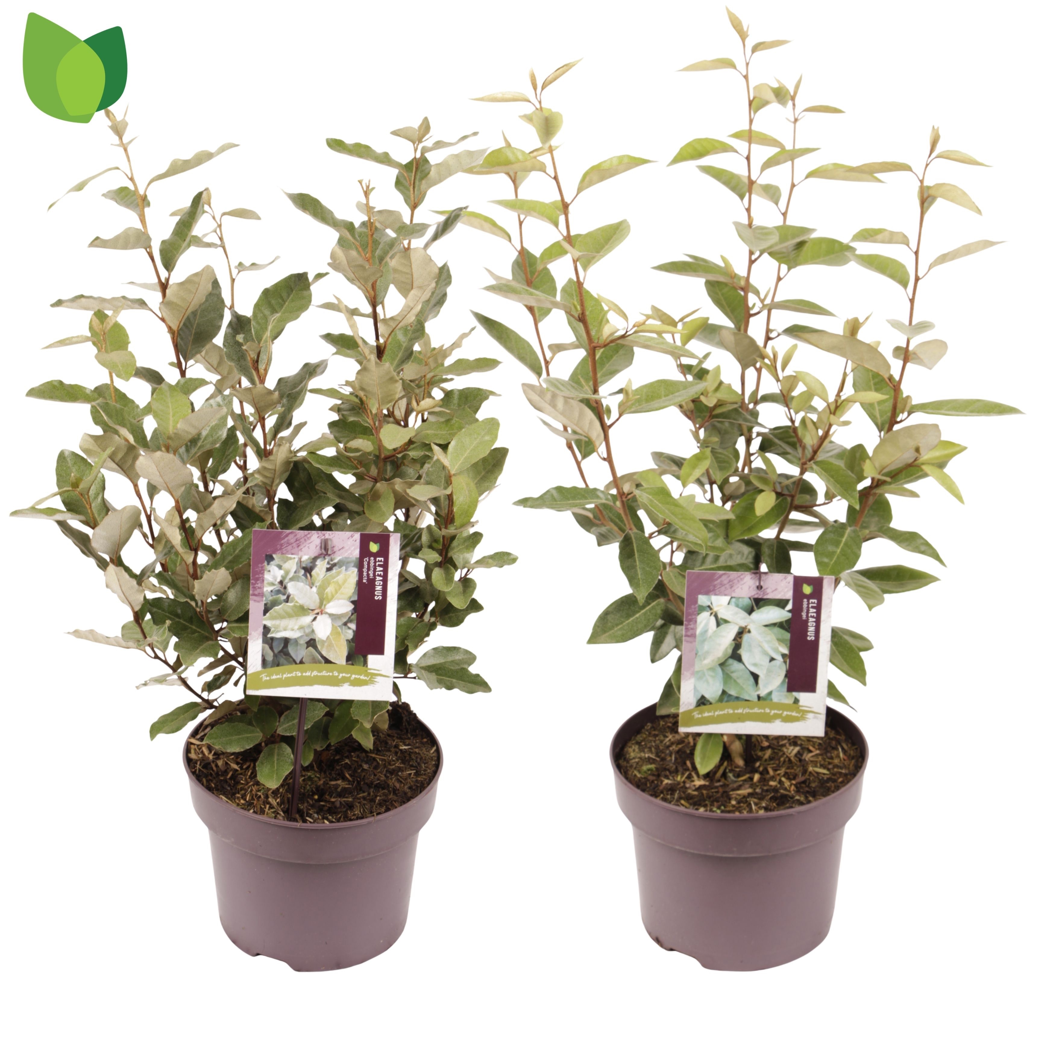 Elaeagnus ebbingei / MIX