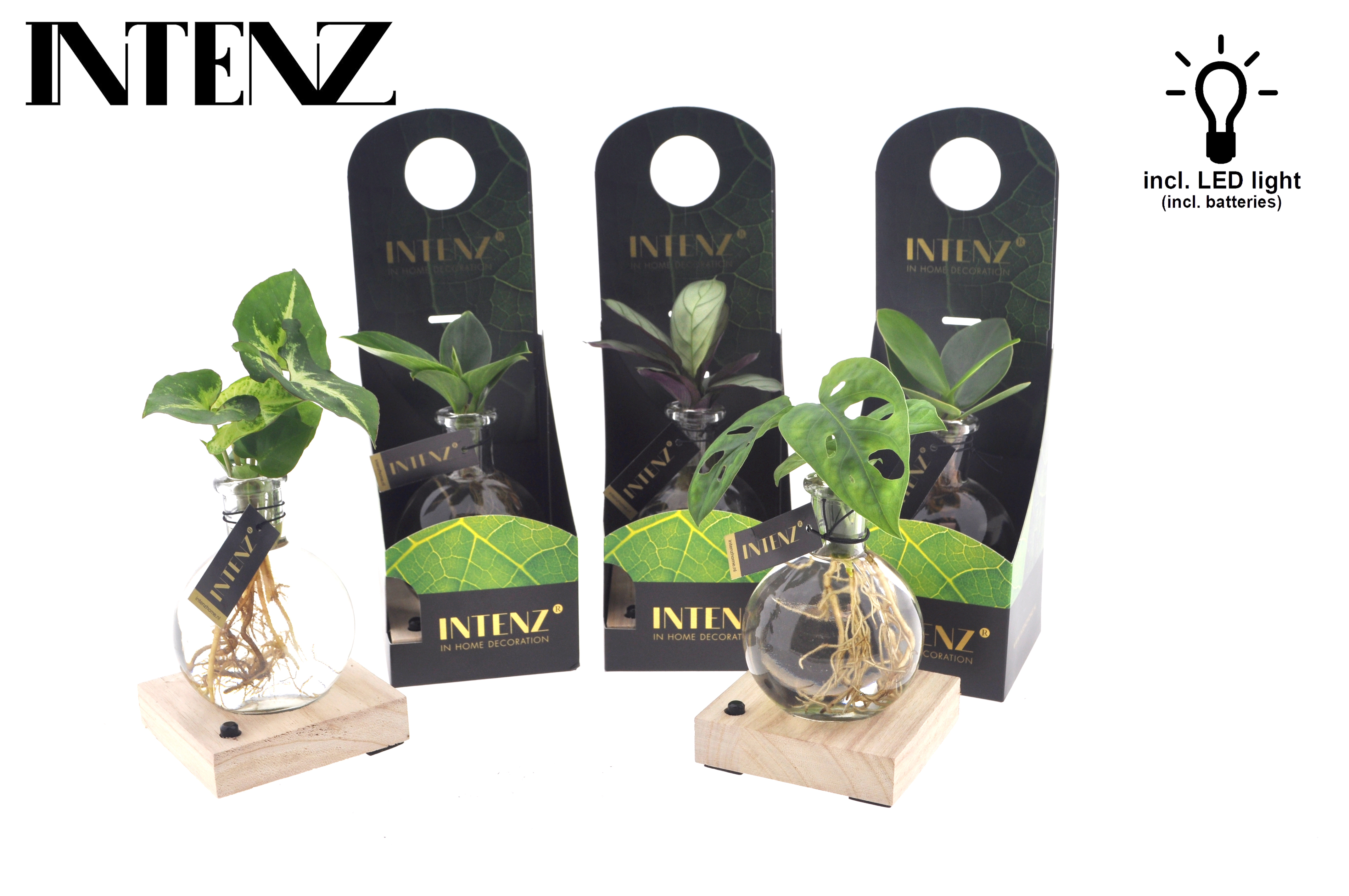 Picture of Hydroponic Intenz varieties in Samoa glass+ LED + giftbox P7 10CM