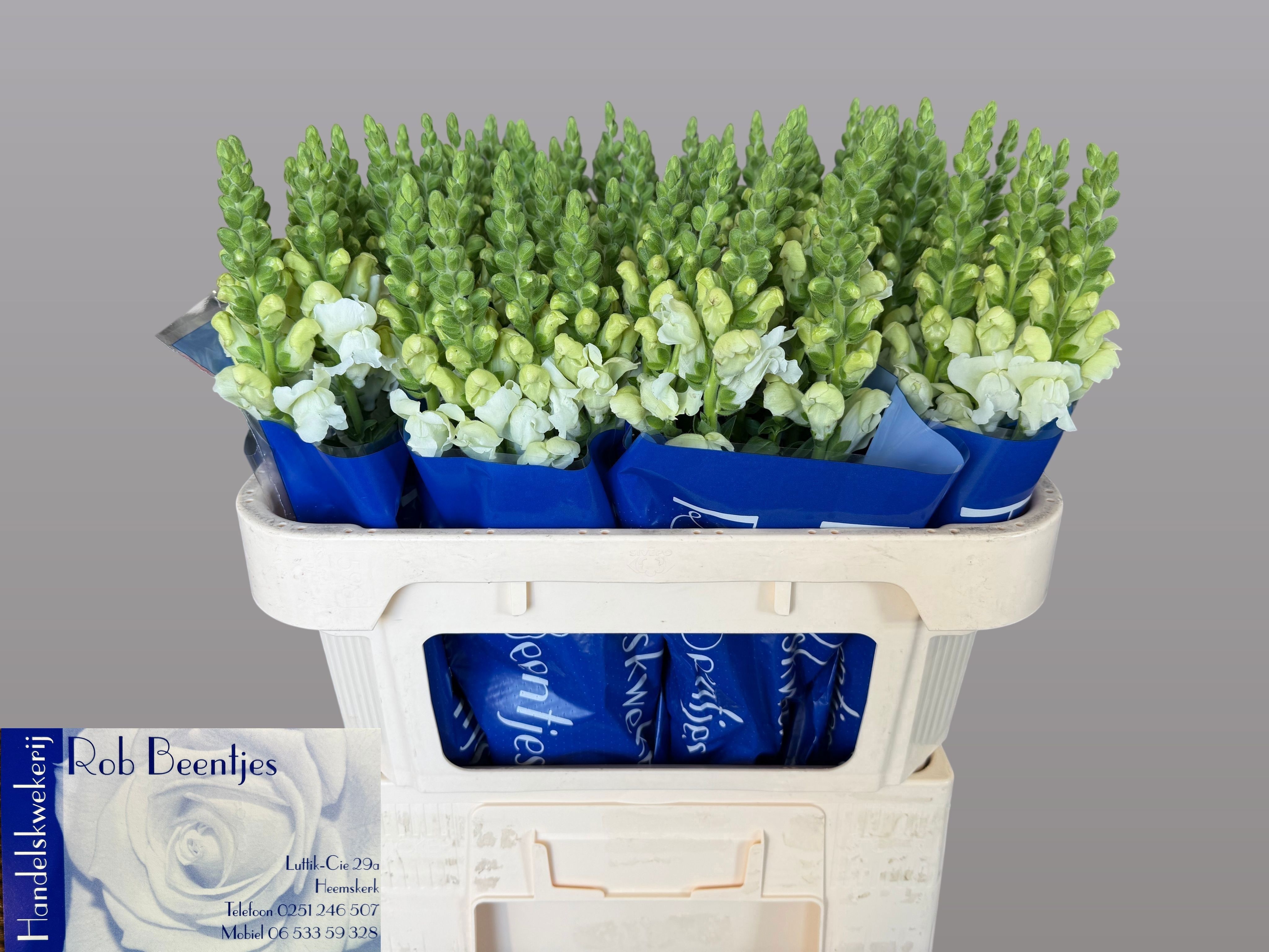 Antirrhinum Poto White 70cm