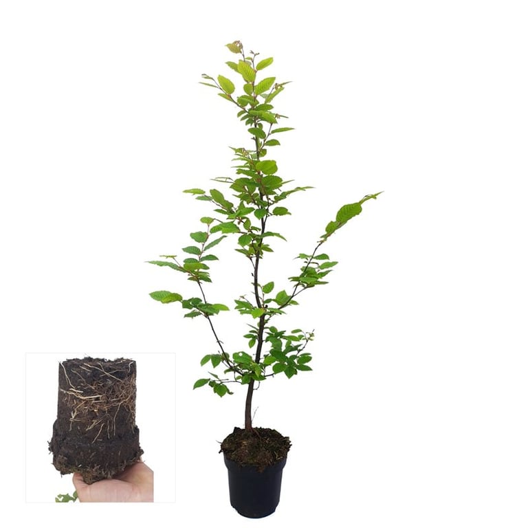 Picture of Carpinus betulus P17 60CM (LOOSE)