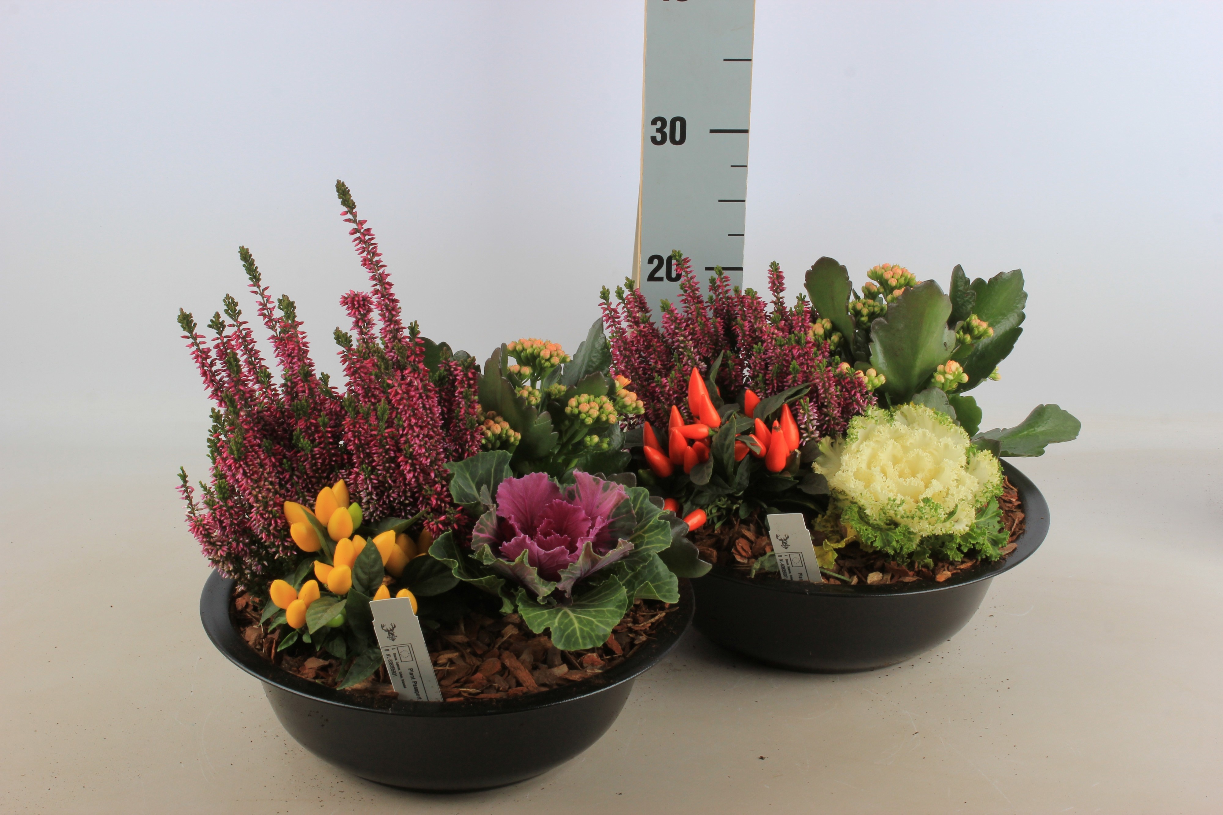Arrangement Garden Plants 30Ø