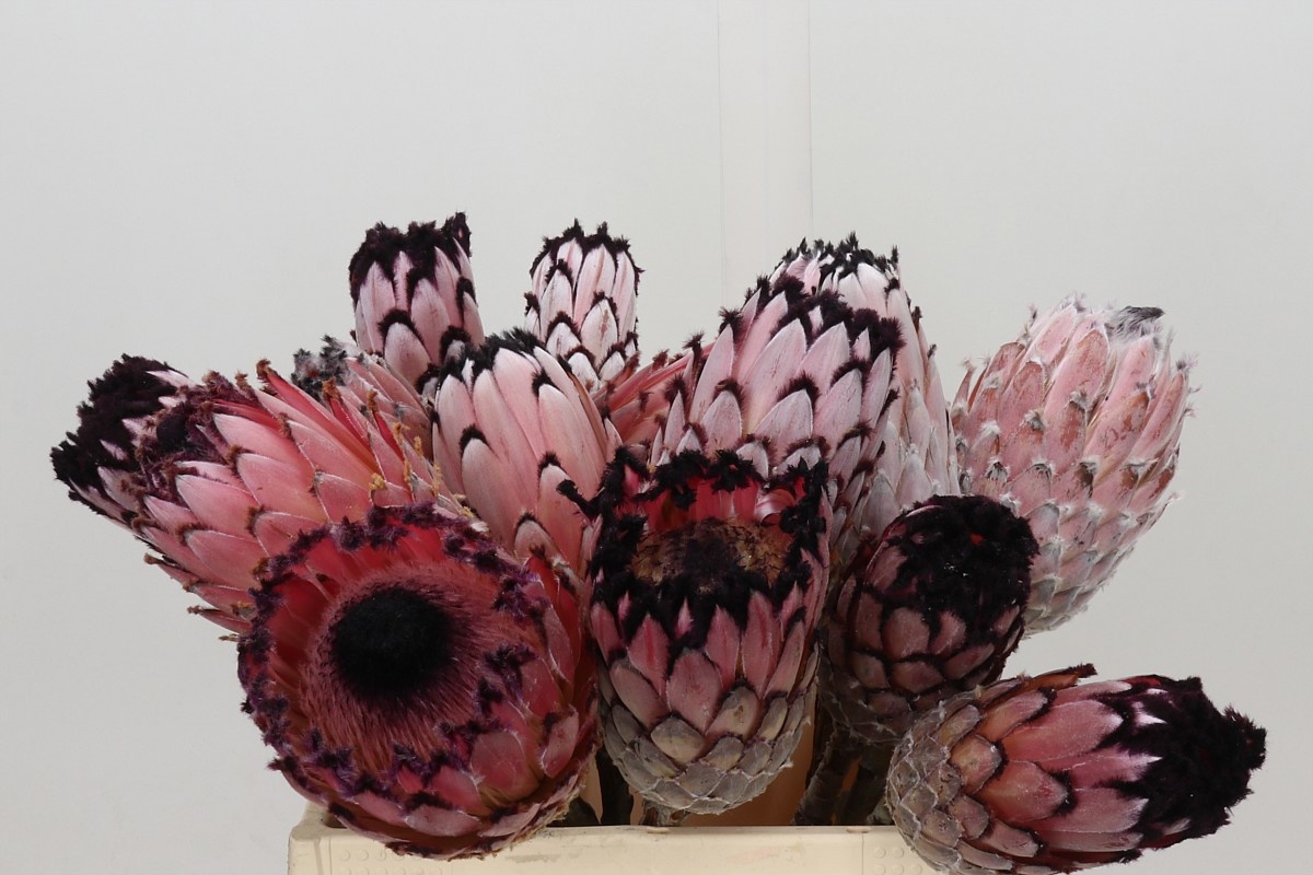 Protea Magni Didi 35cm