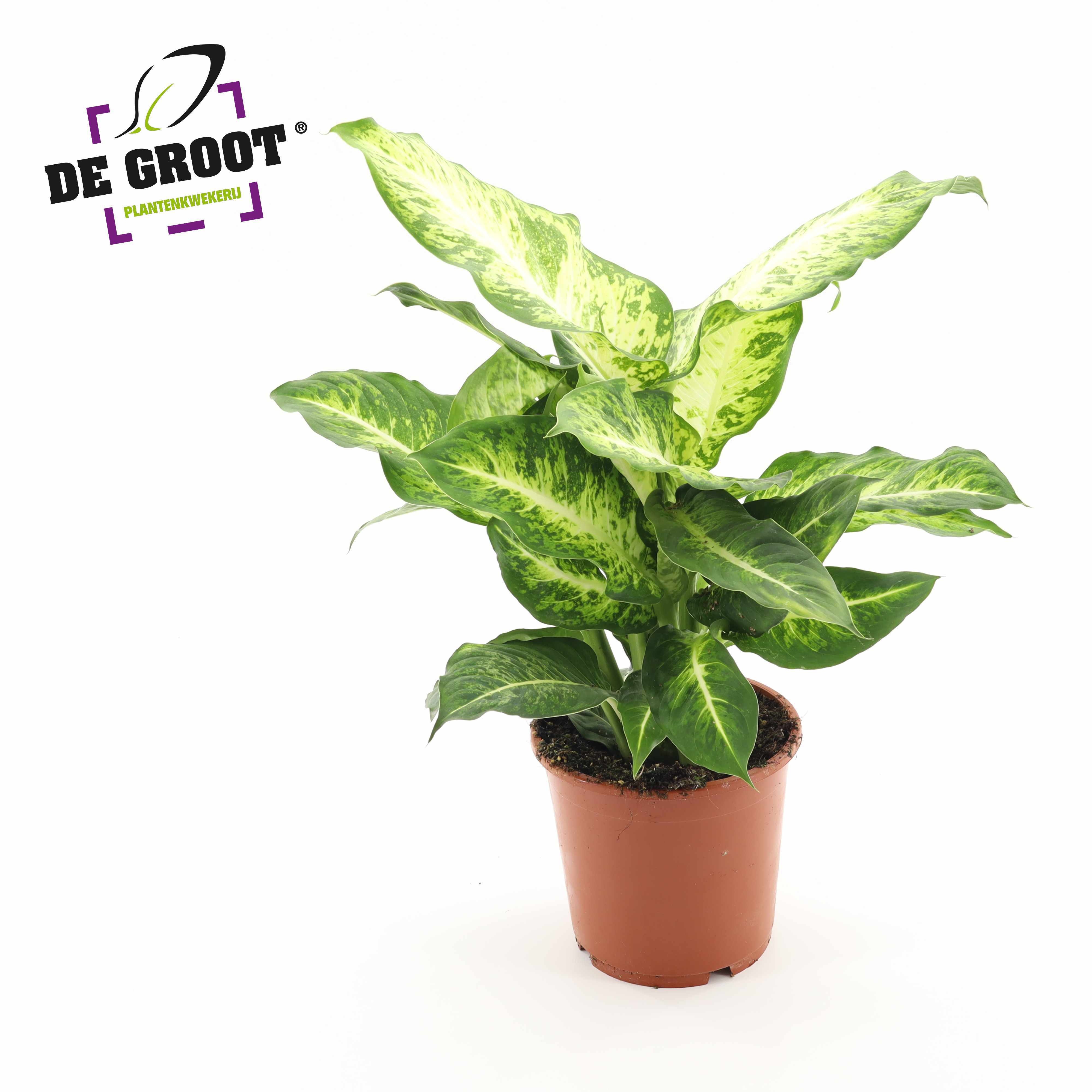 Dieffenbachia 'Mars'