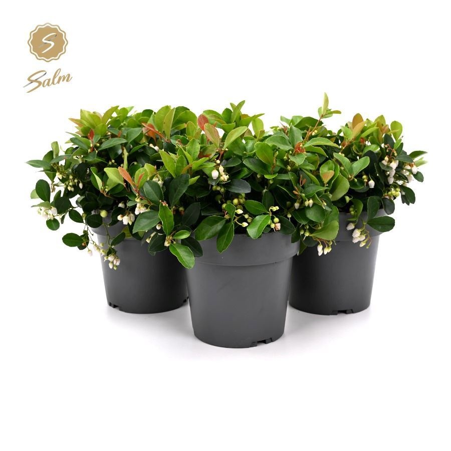 Gaultheria Pr. 'ciao Bella White'® P15