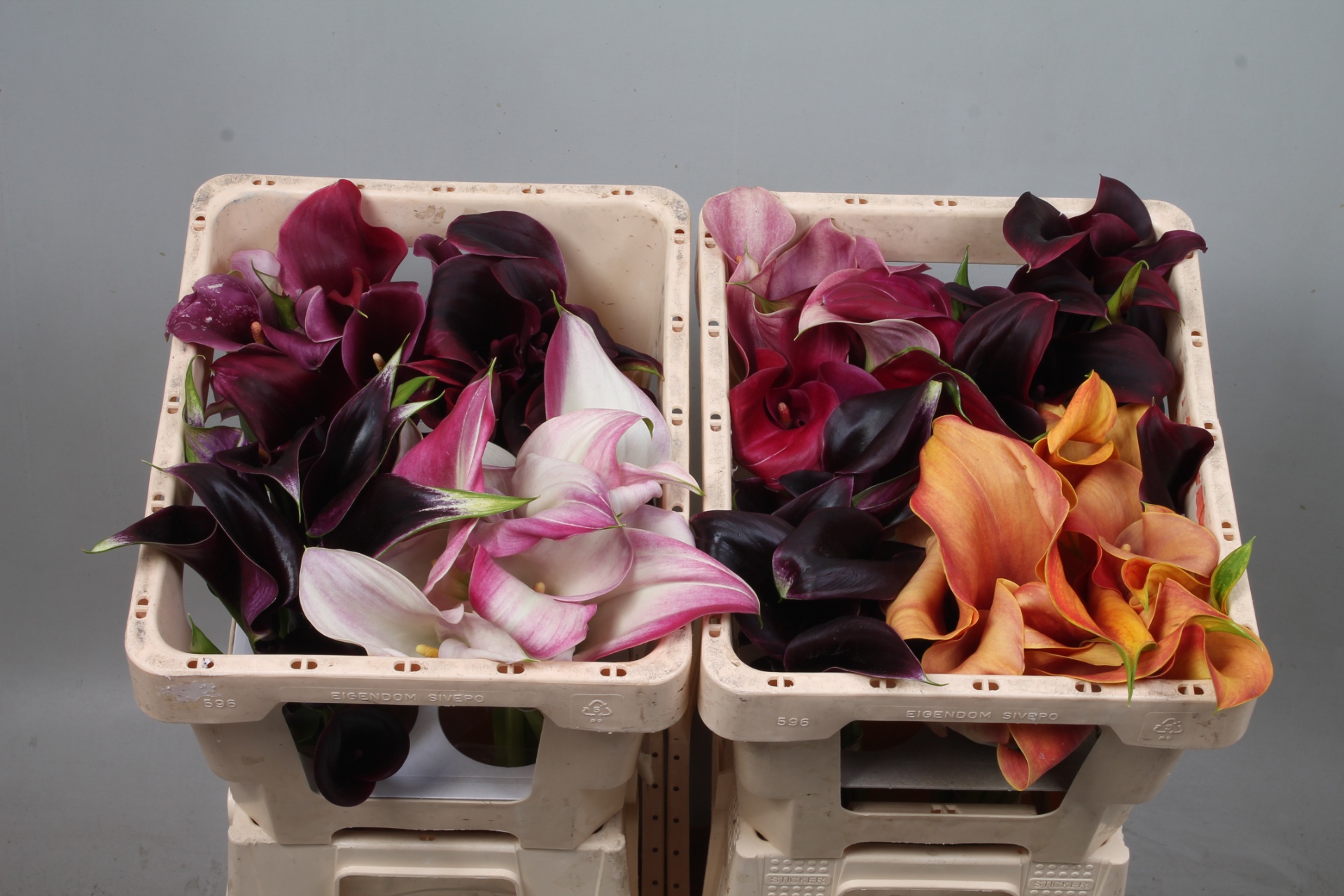 Calla Assorted 45cm